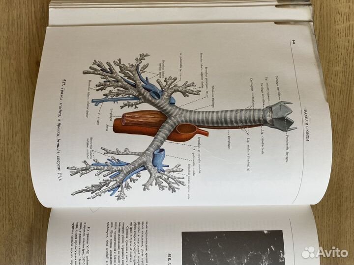 Атлас анатомии человека. Синельников 2