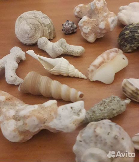 Набор ракушек и кораллов из Индийского океана