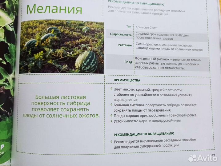 Семена Арбуза Мелания