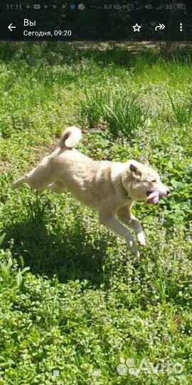 Собака в добрые руки отдам бесплатно