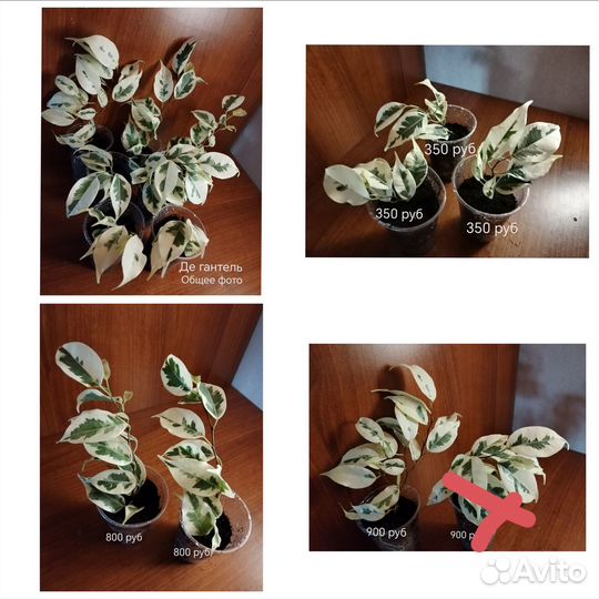 Сортовые фикусы