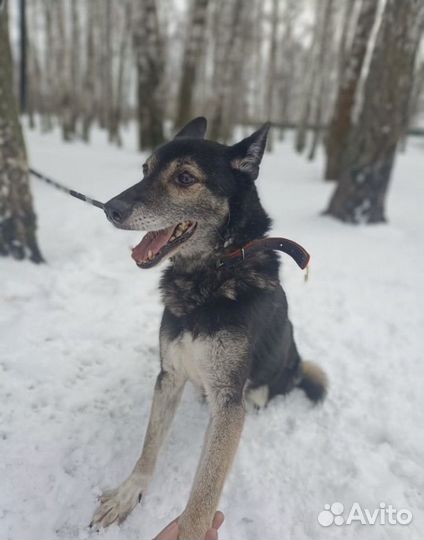 Миниатюрная Раиса из приюта ищет дом