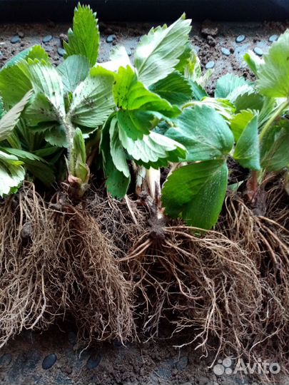 Клубника, рассада