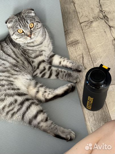 Вязка (вислоухая шотландская)