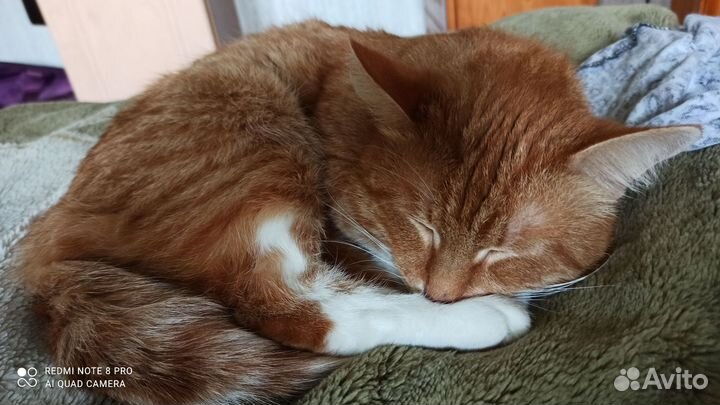 Кот на вязку