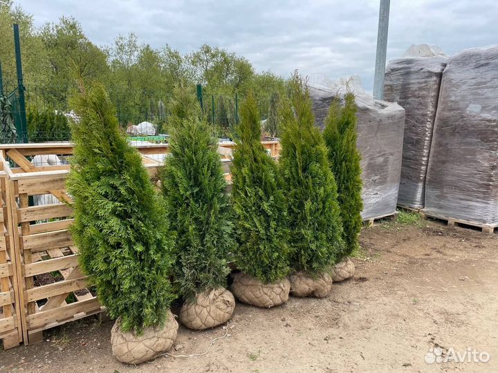 Туя смарагд 140 см