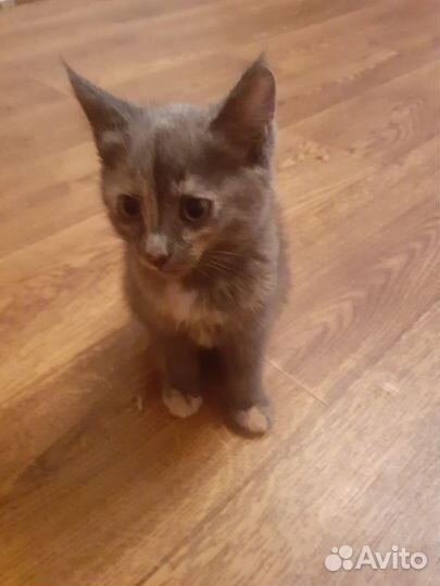 Отдам котят в добрые руки