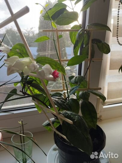 Фиалки,Пахистахис, зефирантес, клеродендрум