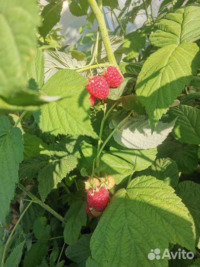 Малина феномен саженци