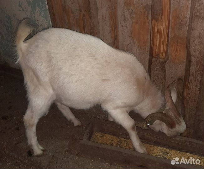 Козёл 8 месяцев