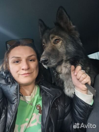 Овчарка в добрые руки