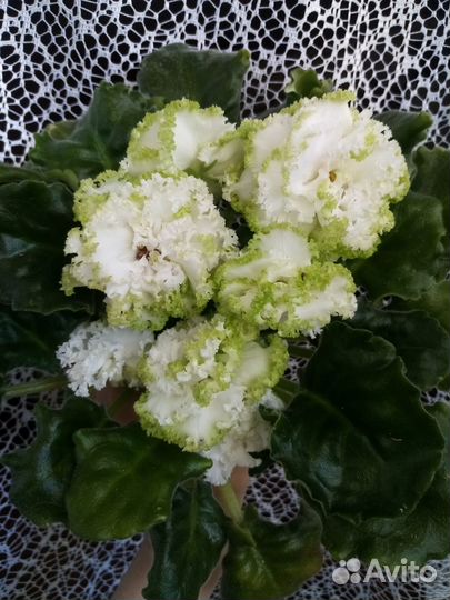 Сортовые фиалки