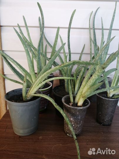 Алоэ лечебный, и гибискус уличный