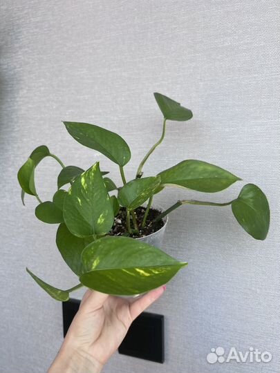 Сциндапсус золотистый