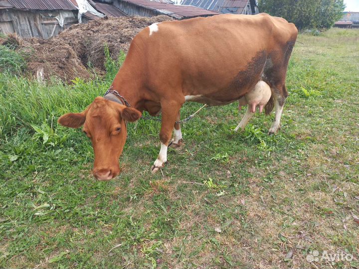 Корова высокоудойная