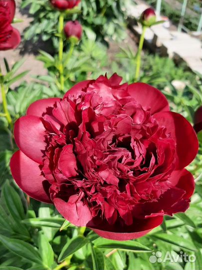 Пионы саженцы корни