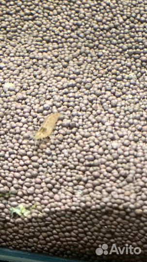 Проброс креветки неокардина