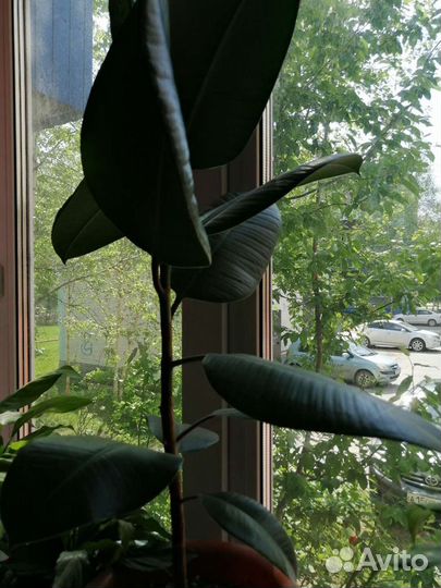 Комнатные цветы