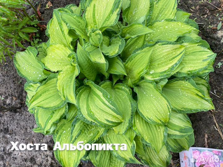 Хоста Альбопикта