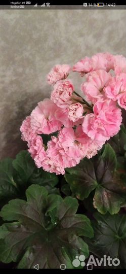 Сортовая, пестролистная пеларгония