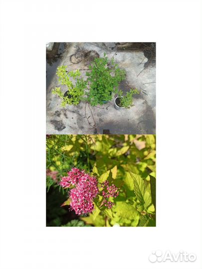 Спиреи, Многолетники