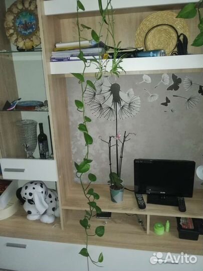 Сциндапсус эпипремнум