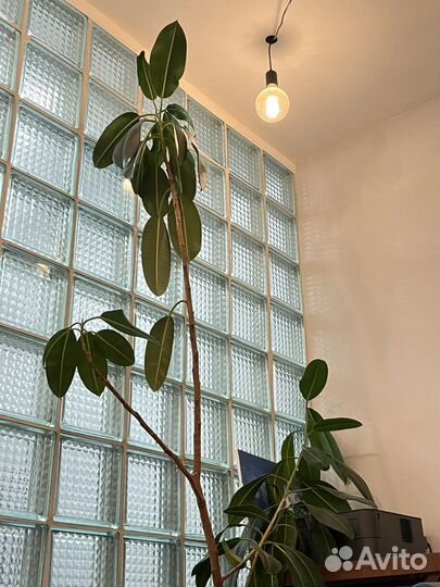 Фикус 2 метра