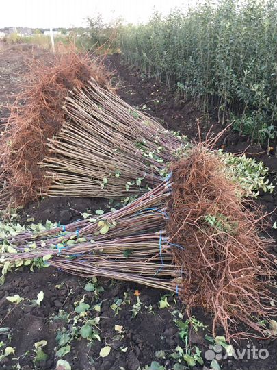 Саженцы плодовых