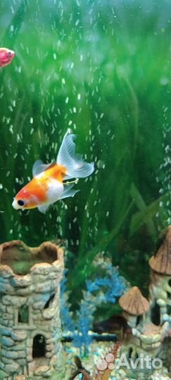 Аквариумные рыбки