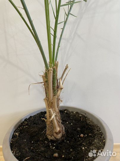 Кордилина пальма, 5-летка