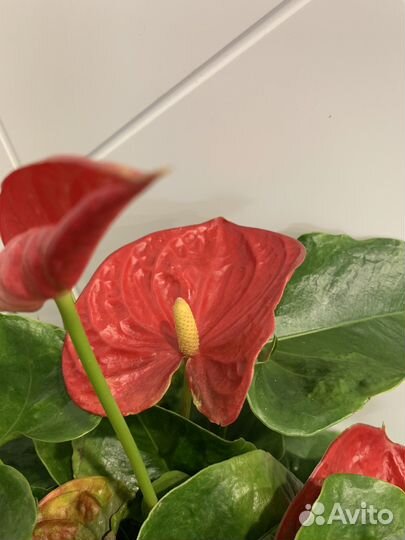 Антуриумы красные сортовые