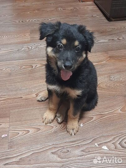 Щенки в добрые руки