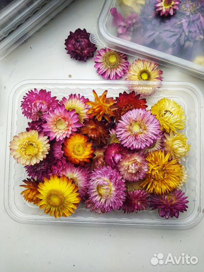 Сухоцветы для ботанических свечей и смолы