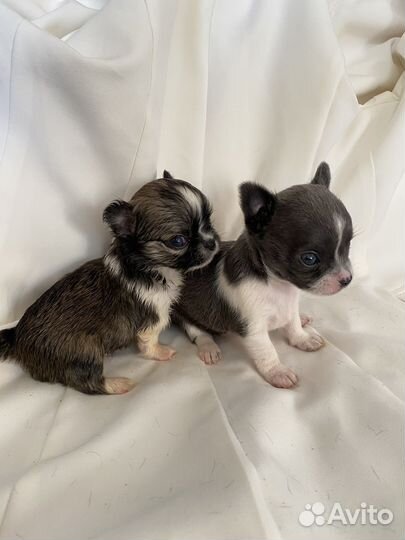 Щенки чихуахуа