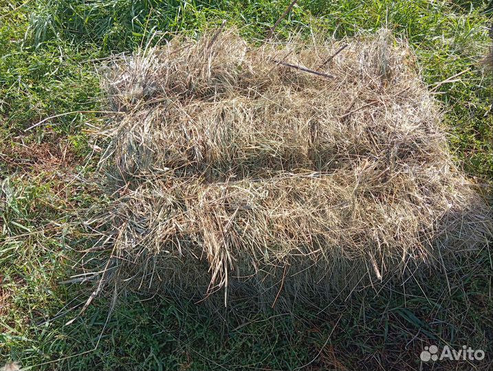 Сено в квадратных тюках