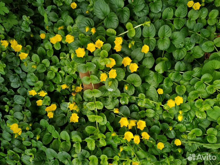Девичий виноград Кампсис Почвопокровники Плющ