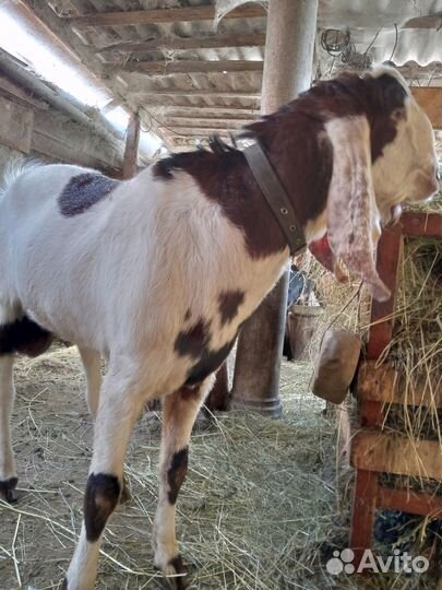 Козы камори