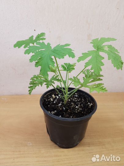 Комнатные растения цветы