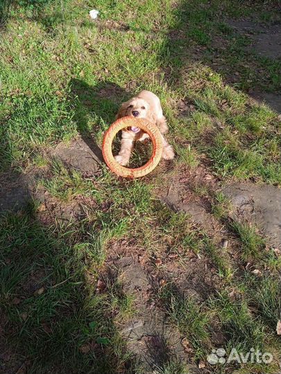 Кокер спаниель