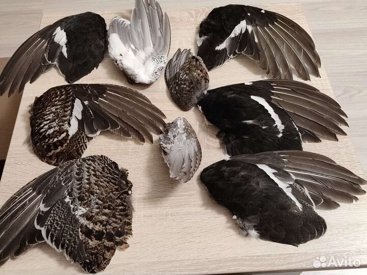 Крылья, перья птиц