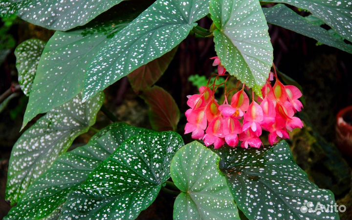 Бегония королевская