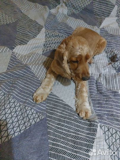 Отдам в добрые руки