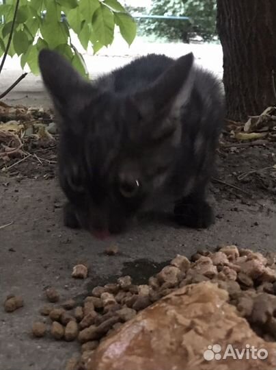 Котята ищут дом