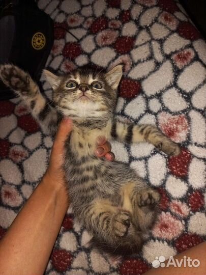 Кошка в дар бесплатно