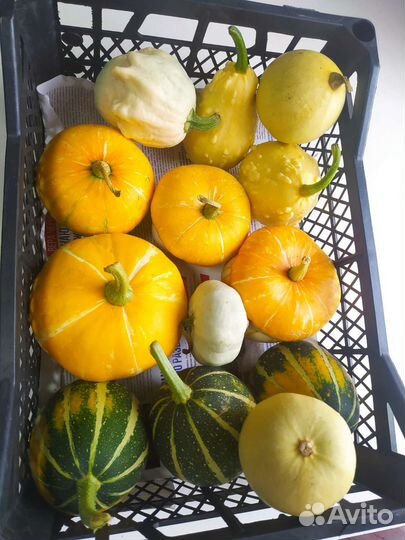 Тыква декоративная