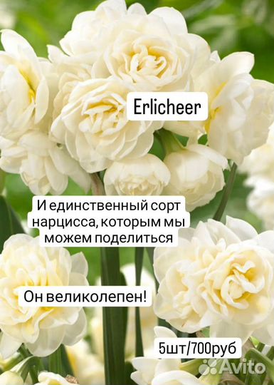 Тюльпаны, нарциссы (луковицы)