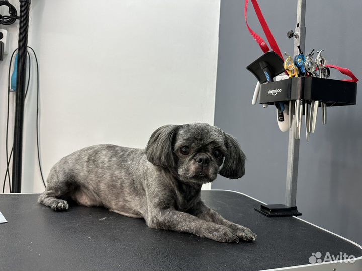 Стрижка кошек и собак, грумер, груминг, котоняня