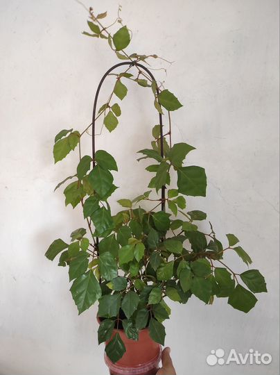 Циссус ромболистный