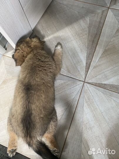 Собака