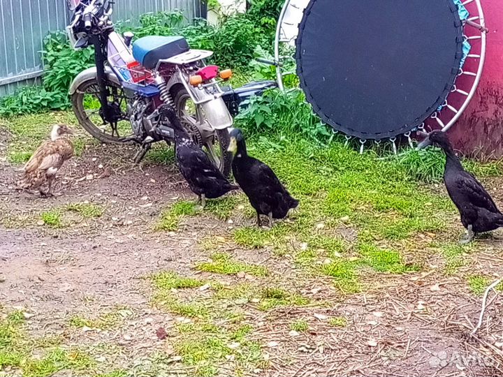 Утка бегунок